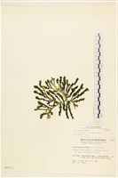 登錄號:A00000823藏品圖，第1張