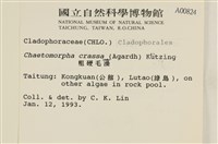 粗硬毛藻, 綠苔藏品圖，第2張