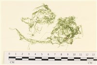 粗硬毛藻, 綠苔藏品圖，第1張