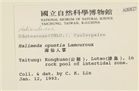 仙掌藻, 海仙人掌藏品圖，第2張