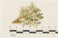 仙掌藻, 海仙人掌藏品圖，第1張