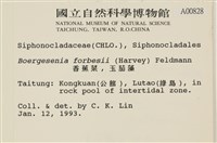 曲玉藻, 香蕉菜, 玉茄藻藏品圖，第2張