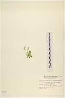 曲玉藻, 香蕉菜, 玉茄藻藏品圖，第3張