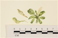 曲玉藻, 香蕉菜, 玉茄藻藏品圖，第1張