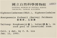 曲玉藻, 香蕉菜, 玉茄藻藏品圖，第2張