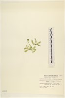 曲玉藻, 香蕉菜, 玉茄藻藏品圖，第3張