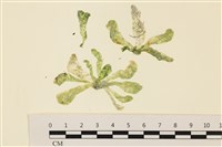 曲玉藻, 香蕉菜, 玉茄藻藏品圖，第1張