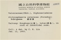 網球藻藏品圖，第2張