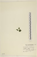 網球藻藏品圖，第3張