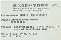 樹狀團扇藻藏品圖，第2張