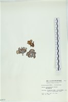 樹狀團扇藻藏品圖，第3張