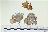 樹狀團扇藻藏品圖，第1張