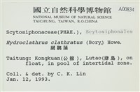 網胰藻藏品圖，第2張