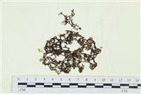 網胰藻藏品圖，第1張