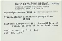 網胰藻藏品圖，第2張