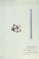 網胰藻藏品圖，第3張