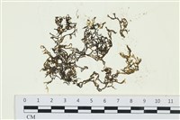 網胰藻藏品圖，第1張