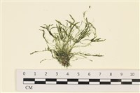 登錄號:A00000843藏品圖，第1張