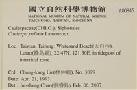 盾葉蕨藻藏品圖，第2張