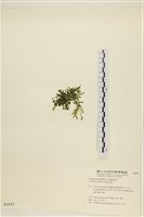 盾葉蕨藻藏品圖，第1張