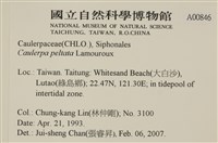 盾葉蕨藻藏品圖，第2張