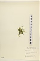 盾葉蕨藻藏品圖，第3張