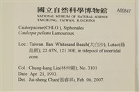 盾葉蕨藻藏品圖，第2張