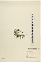盾葉蕨藻藏品圖，第3張