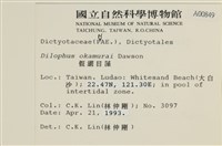 厚緣藻藏品圖，第2張