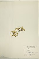 厚緣藻藏品圖，第3張