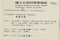 厚緣藻藏品圖，第2張