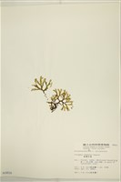 厚緣藻藏品圖，第3張