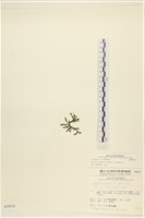 登錄號:A00000859藏品圖，第3張