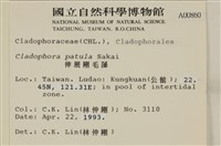 伸展剛毛藻藏品圖，第2張