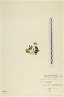 伸展剛毛藻藏品圖，第3張