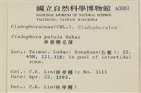 伸展剛毛藻藏品圖，第2張