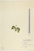 伸展剛毛藻藏品圖，第3張