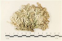 仙掌藻, 海仙人掌藏品圖，第1張