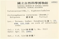 網球藻藏品圖，第2張