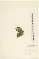 網球藻藏品圖，第3張