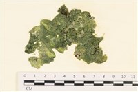 網球藻藏品圖，第1張