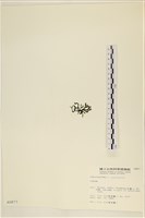 登錄號:A00000877藏品圖，第3張