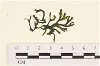 登錄號:A00000877藏品圖，第1張