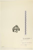 登錄號:A00000878藏品圖，第3張