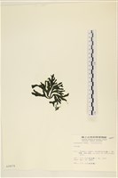 登錄號:A00000879藏品圖，第3張