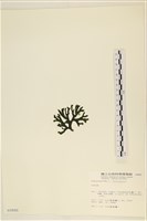 登錄號:A00000880藏品圖，第3張