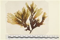 登錄號:A00000884藏品圖，第1張