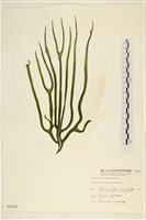 登錄號:A00000899藏品圖，第1張