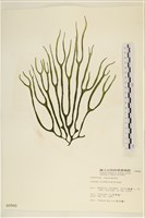 登錄號:A00000900藏品圖，第1張
