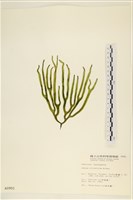 登錄號:A00000901藏品圖，第1張